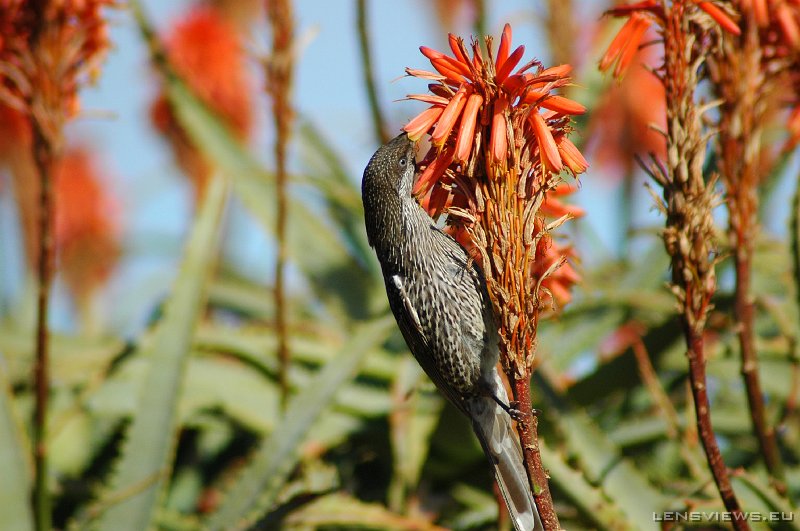 Wattlebird 101 